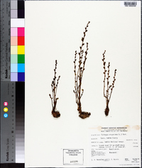 Epifagus virginiana image