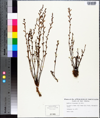 Epifagus virginiana image