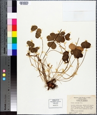 Oxalis latifolia image