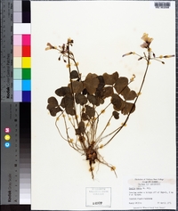 Oxalis rubra image