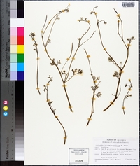 Eschscholzia minutiflora image