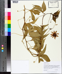 Passiflora incarnata image