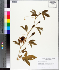 Passiflora incarnata image