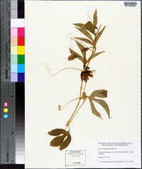 Passiflora incarnata image