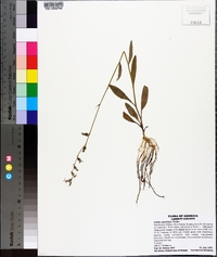 Lobelia flaccidifolia image