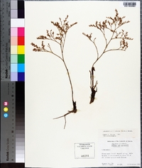 Limonium carolinianum image