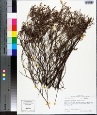 Limonium carolinianum image