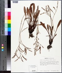 Limonium carolinianum image