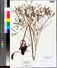 Limonium carolinianum image