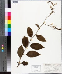 Plumbago zeylanica image