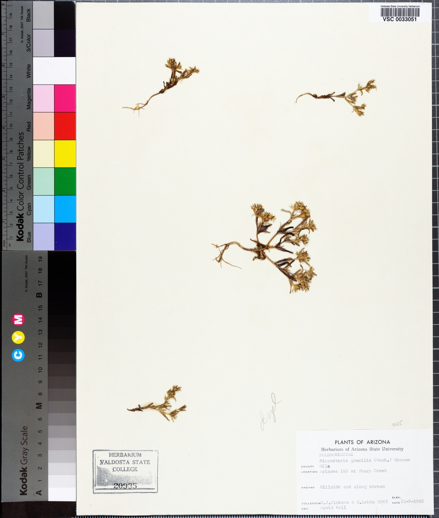 Phlox gracilis subsp. gracilis image