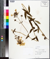 Phlox glaberrima image