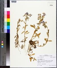 Phlox drummondii image