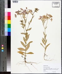 Phlox drummondii image