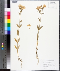 Phlox drummondii image