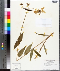 Phlox maculata image