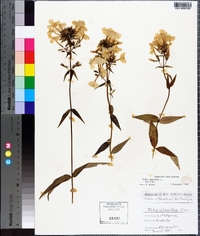 Phlox maculata image