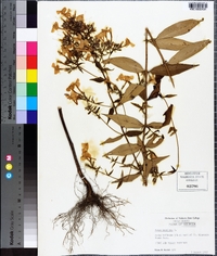 Phlox maculata image