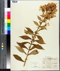 Phlox paniculata image