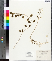 Phlox stolonifera image