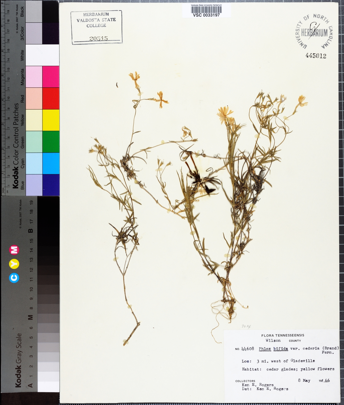 Phlox bifida subsp. stellaria image