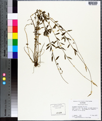 Polygala boykinii image