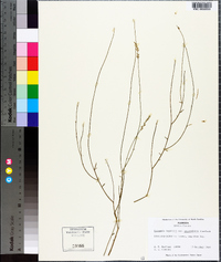 Polygala boykinii image