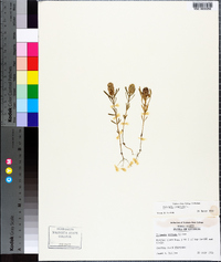 Polygala cruciata image