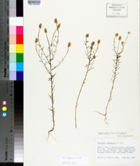 Polygala chapmanii image