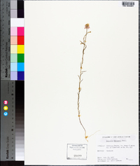 Polygala curtissii image