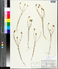 Polygala chapmanii image