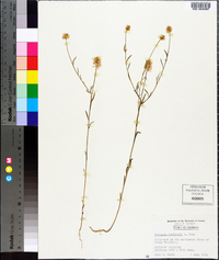 Polygala curtissii image