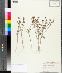 Polygala curtissii image