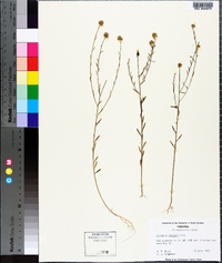 Polygala curtissii image