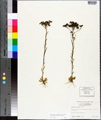 Polygala cymosa image