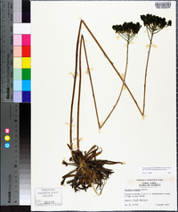 Polygala cymosa image