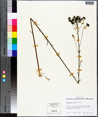 Polygala cymosa image