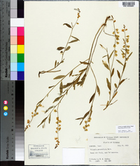 Polygala grandiflora image