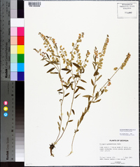 Polygala grandiflora image