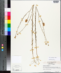 Polygala mariana image