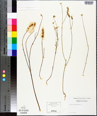 Polygala incarnata image