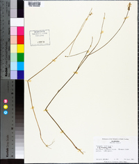 Polygala incarnata image