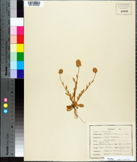 Polygala lutea image