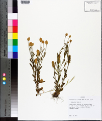 Polygala lutea image