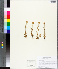 Polygala lutea image