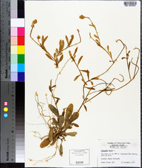 Polygala lutea image