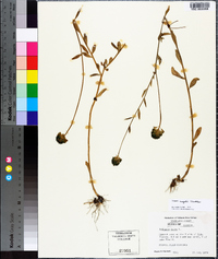 Polygala rugelii image