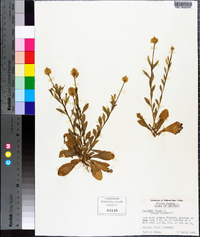 Polygala lutea image