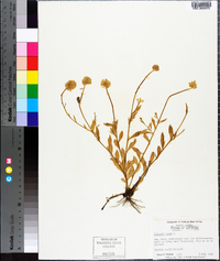 Polygala lutea image