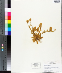 Polygala lutea image